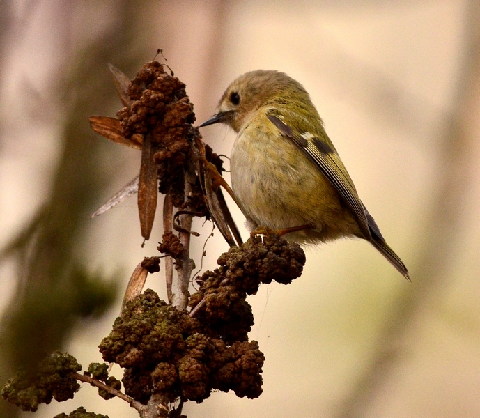 Un piccoletto da Id.